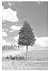 Quercus%20hemisphaerica%20%27QHMTF%27