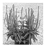 Veronica%20spicata%20%27Agrivedapi%27