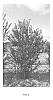 Lagerstroemia%20sp.%20hybrid%20%27PIILAG-VIII%27