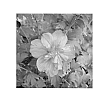 Hibiscus%20syriacus%20%27DS03RS%27