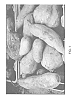 Ipomoea%20batatas%20%28L.%29%20Lam.%20%27CX-1%27