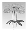 Phalaenopsis%20hybrid%20%27PHALCIMEI%27