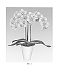 Phalaenopsis%20hybrid%20%27PHALDISXO%27