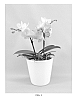 Phalaenopsis%20hybrid%20%27PHALFOLAK%27