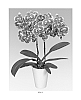Phalaenopsis%20hybrid%20%27PHALDISAM%27