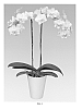Phalaenopsis%20Hybrid%20%27Phaldotwel%27