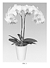 Phalaenopsis%20hybrid%20%27PHALDETXIK%27