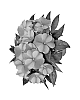 Impatiens%20hawkeri%20%27Duepetpust%27