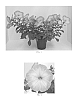 Petunia%20x%20hybrida%20%27Flortunpemo%27