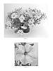 Petunia%20x%20hybrida%20%27Flortunpimorn%27