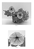 Petunia%20x%20hybrida%20%27Flortunbluve%27