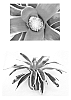 Neoregelia%20carolinae%20x%20Neoregelia%20x%20hybrida%20%27Mona%20Lisa%27