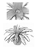Neoregelia%20carolinae%20x%20Neoregelia%20meyendorfii%20%27Venus%27