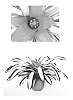Neoregelia%20carolinae%20%27Full%20Moon%27