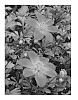 Bidens%20triplinervia%20%27Hafltifrpu%27