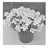 Nemesia%20foetens%20%27Easter%20Bonnet%27