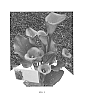 Zantedeschia%20Spreng.%20%27Royal%20Pumpkin%27