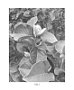 Magnolia%20soulangeana%20%27Cameo%27