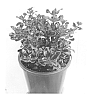 Coprosma%20repens%20%27Scarlett%202%27