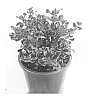 Coprosma%20repens%20%27Scarlett%202%27