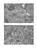 Geum%20hybrid%20%27Dark%20and%20Stormy%27