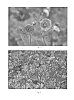 Geum%20hybrid%20%27Dark%20and%20Stormy%27