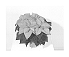 Euphorbia%20pulcherrima%20%27NPCW14233%27