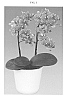 Phalaenopsis%20hybrida%20%27Penny%20Lane%27