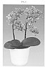 Phalaenopsis%20hybrida%20%27Penny%20Lane%27