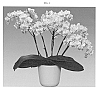 Phalaenopsis%20hybrida%20%27Spotlight%27