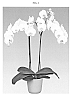 Phalaenopsis%20hybrida%20%27Bright%20Smile%27