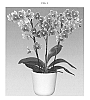 Phalaenopsis%20hybrida%20%27Charming%27