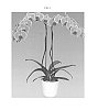 Phalaenopsis%20hybrida%20%27FLOR183733%27