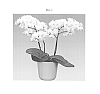 Phalaenopsis%20%27Endless%20Love%27