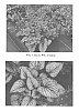 Brunnera%20macrophylla%20%27Silver%20Charm%27
