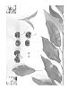 Prunus%20avium%20%27Glenheart%27