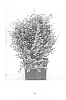 Loropetalum%20chinensis%20%27SHANG-GREEN%27