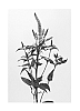 Veronica%20longifolia%20%27Allchoice%27