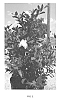 Gardenia%20jasminoides%20L.%20%27PIIGA-II%27