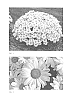 Leucanthemum%20x%20superbum%20%28L.%20Burbank%29%20%27Whoops-a-Daisy%27