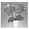 Phalaenopsis%20hybrida%20%27Valley%20Buzz%27