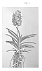 Vanda%20%27PCDW1318%27