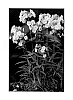 Phlox%20x%20hybrida%20%27Aurora%27