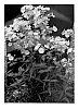 Phlox%20carolina%20x%20Phlox%20maculata%20%27Zenith%27