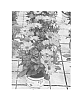 Osteospermum%20ecklonis%20Norl%20%27KLEOE14235%27