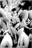 Convallaria%20Plant%20Named%20%27Fragol%27