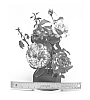 Rosa%20hybrida%20%27WEKdereroro%27
