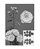 Rosa%20hybrida%20%27ESM%20R145%27