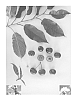 Prunus%20avium%20%27Arvin%20Bruce%27