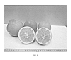 Citrus%20grandis%20x%20Citrus%20reticulata%20%27UFR-15%27